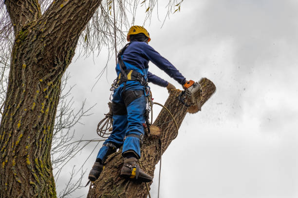 Emergency Storm Tree Removal in Calera, AL